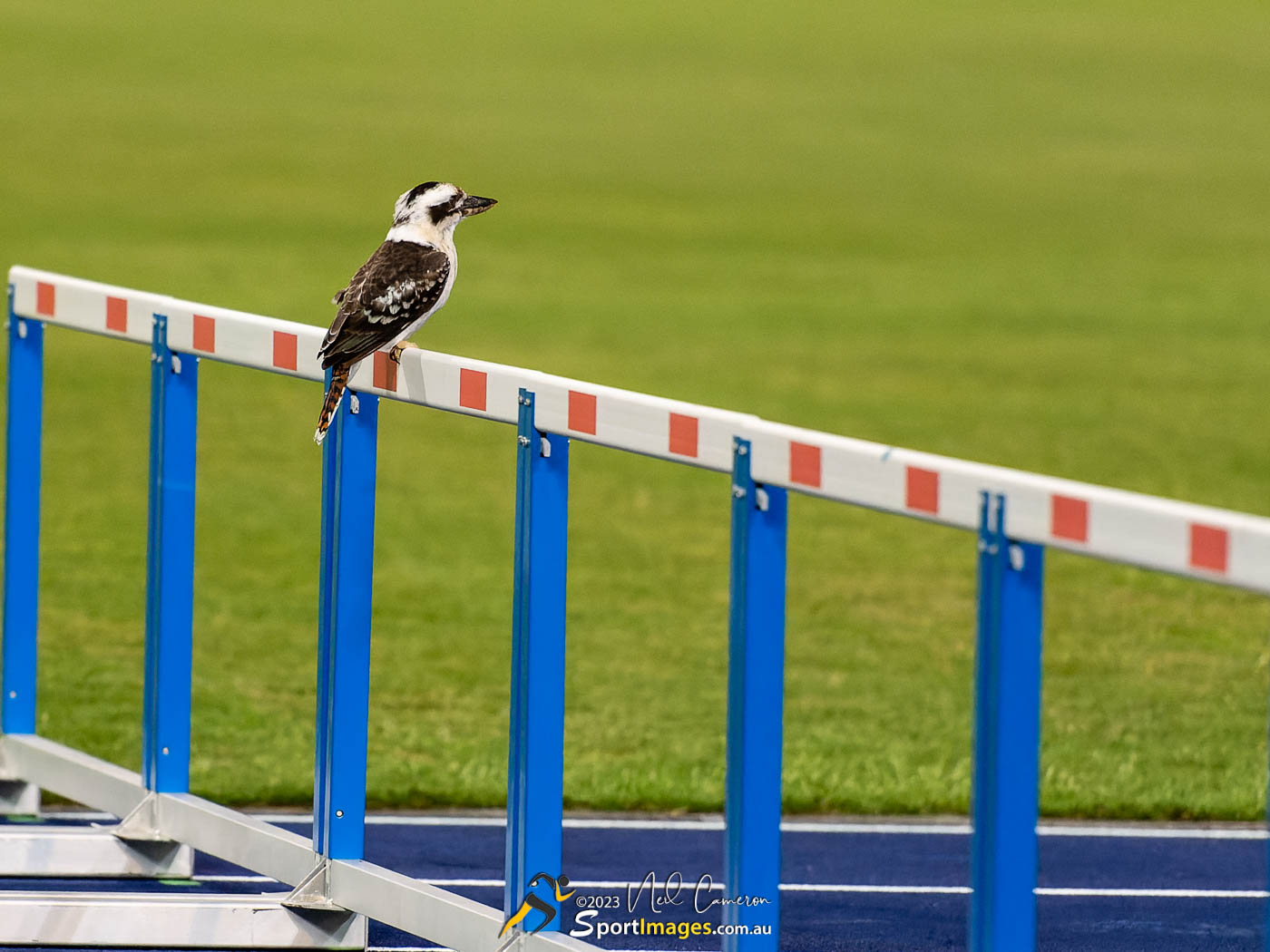 Lazy athlete takes a rest on a hurdle, Open Kookaburras